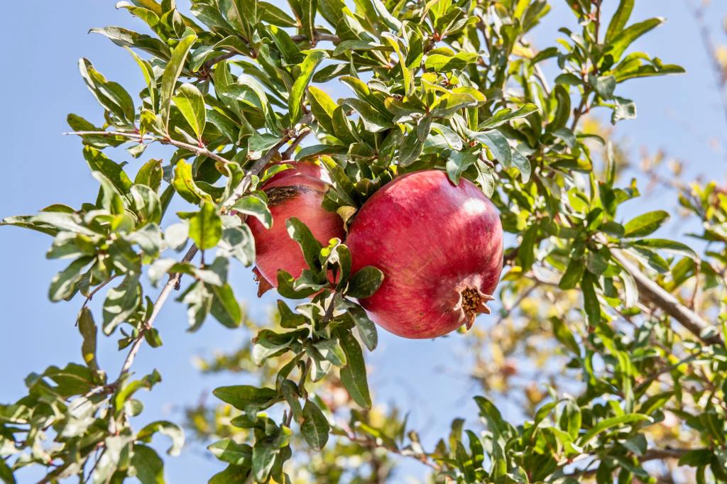 Great Seasonal Fruits to Include in Your Monsoon&nbsp;Diet.